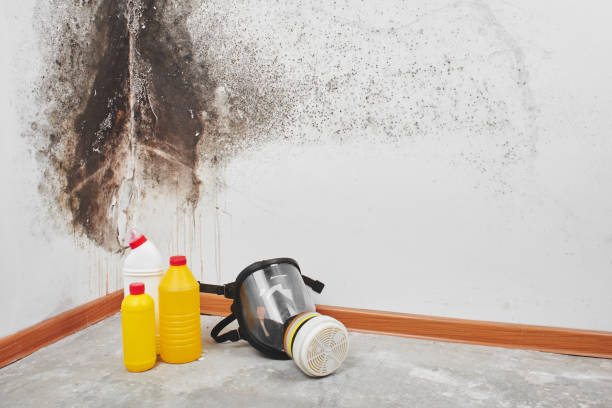 Best Emergency Mold Removal  in Brookville, PA