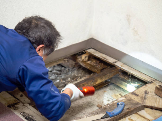 Best Mold Cleaning Services  in Brookville, PA