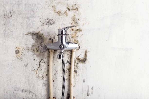 Best Mold Cleaning Services  in Brookville, PA