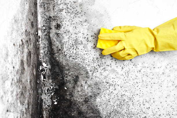 Best Commercial Mold Removal  in Brookville, PA