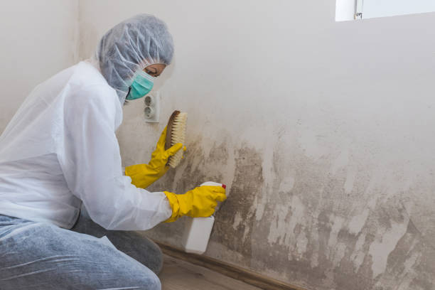 Best Residential Mold Removal  in Brookville, PA