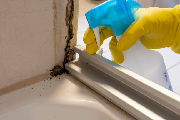 Home Mold Removal in Brookville, PA