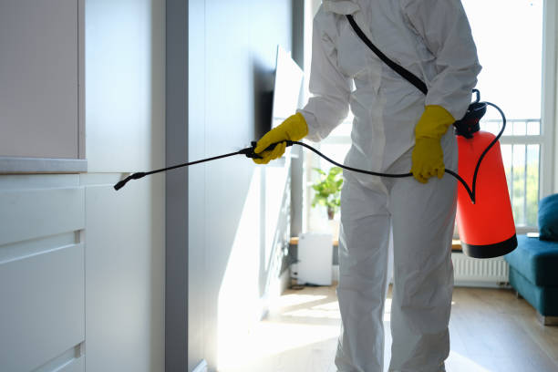 Best Mold Damage Repair  in Brookville, PA