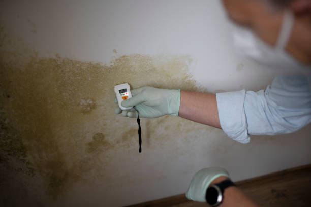 Mold Removal Process in Brookville, PA