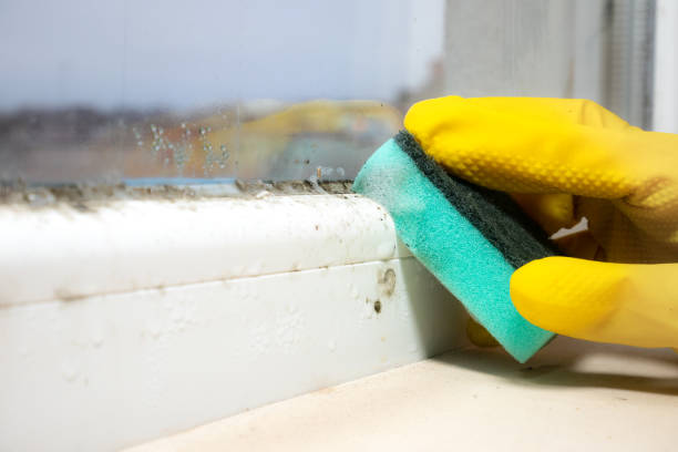 Best Office Mold Removal Services  in Brookville, PA