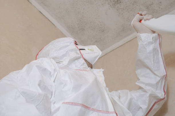 Best Toxic Mold Removal  in Brookville, PA