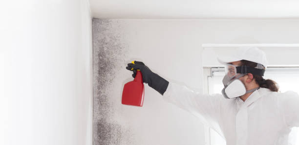 Best Same-Day Mold Removal  in Brookville, PA