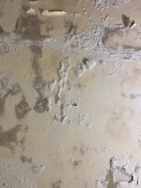 Best Mold Remediation Services  in Brookville, PA