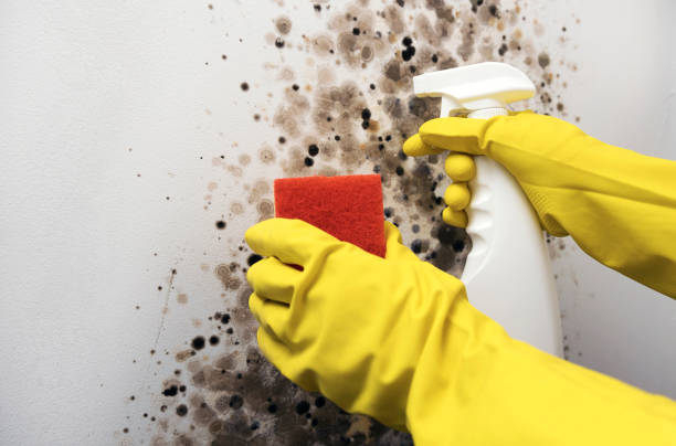 Best Home Mold Removal  in Brookville, PA