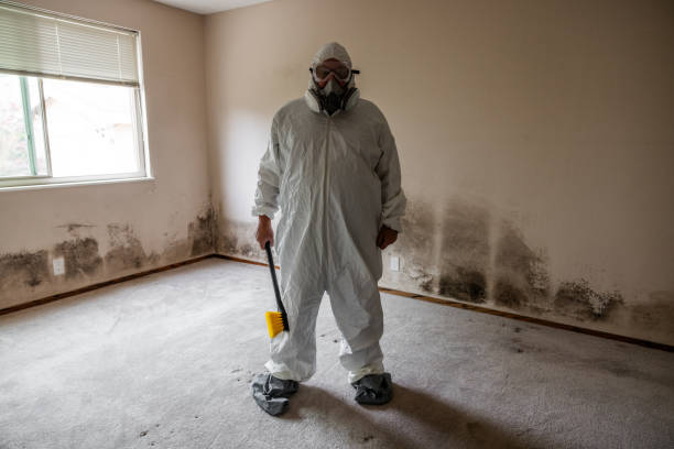 Best Residential Mold Removal  in Brookville, PA
