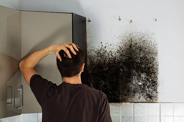 Best Home Mold Removal  in Brookville, PA