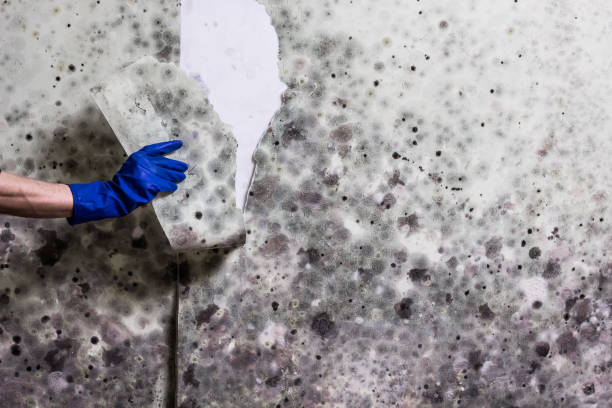Mold Removal and Inspection in Brookville, PA