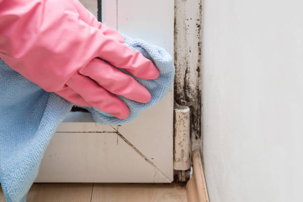 Best Mold Testing and Removal  in Brookville, PA
