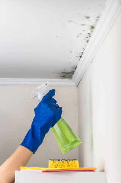 Mold Testing and Removal in Brookville, PA